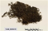 藏品(長喙苔屬)的圖片